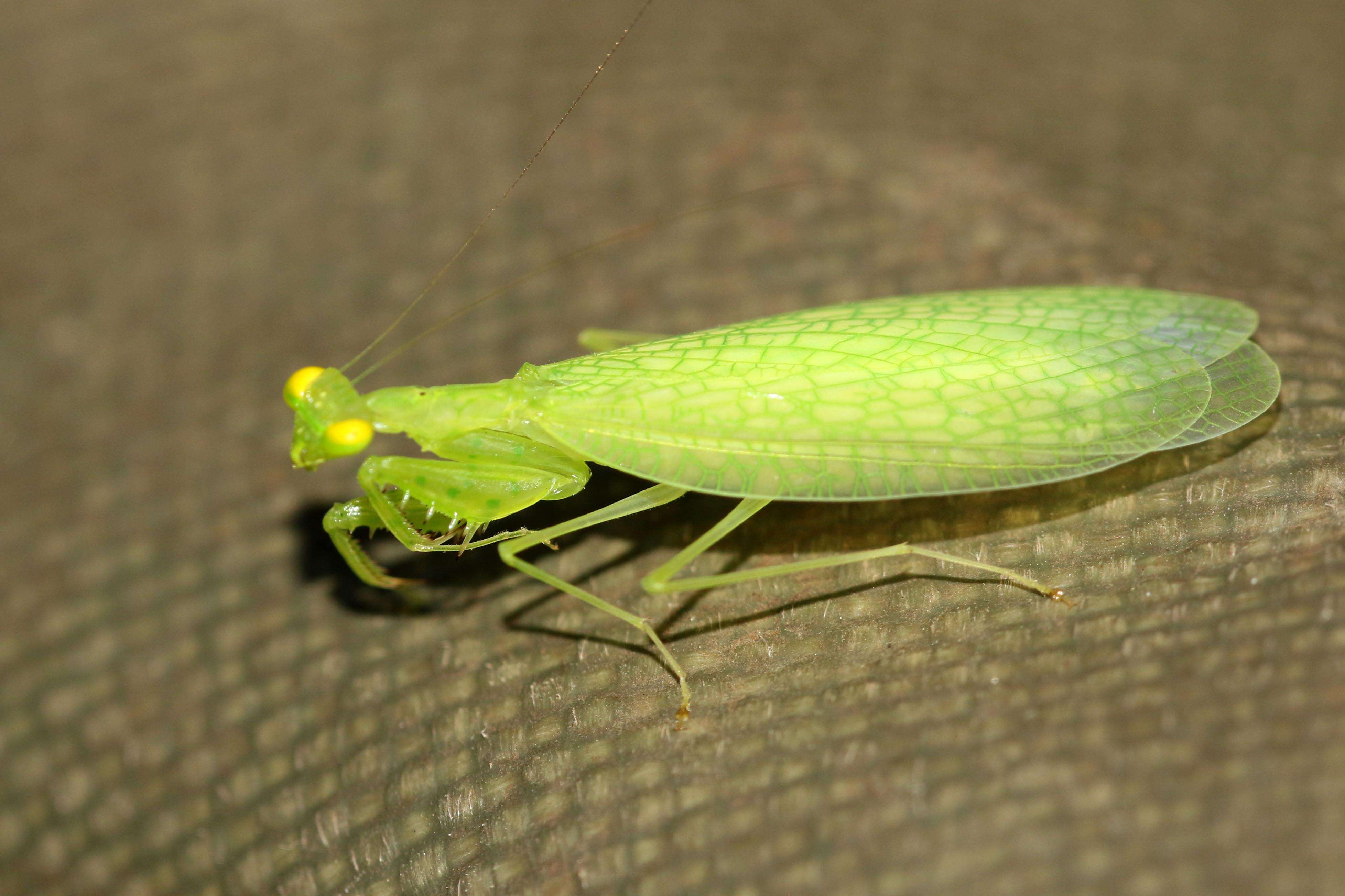 Image de Iridopterygidae