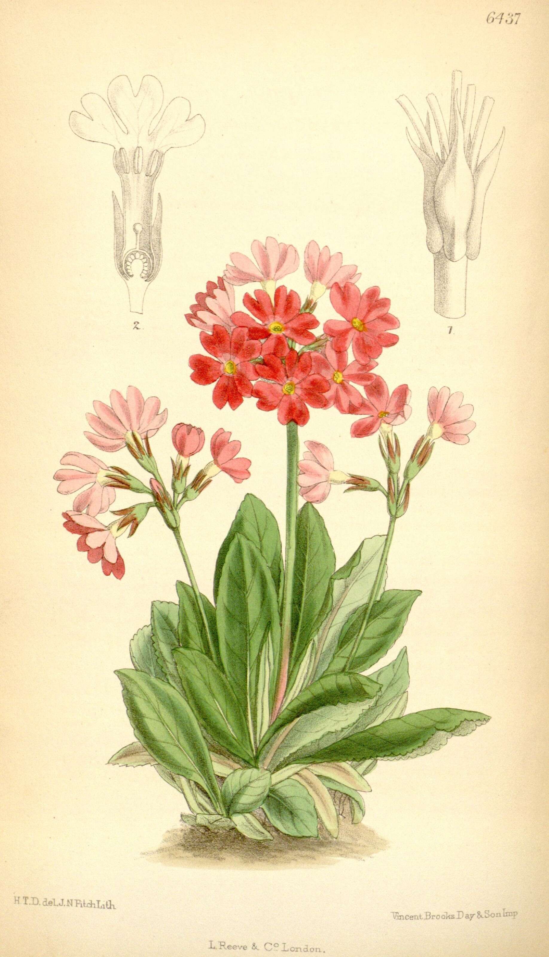 Image of Primula rosea Royle