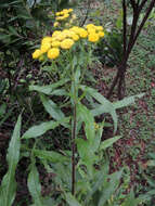 Image of horseweed