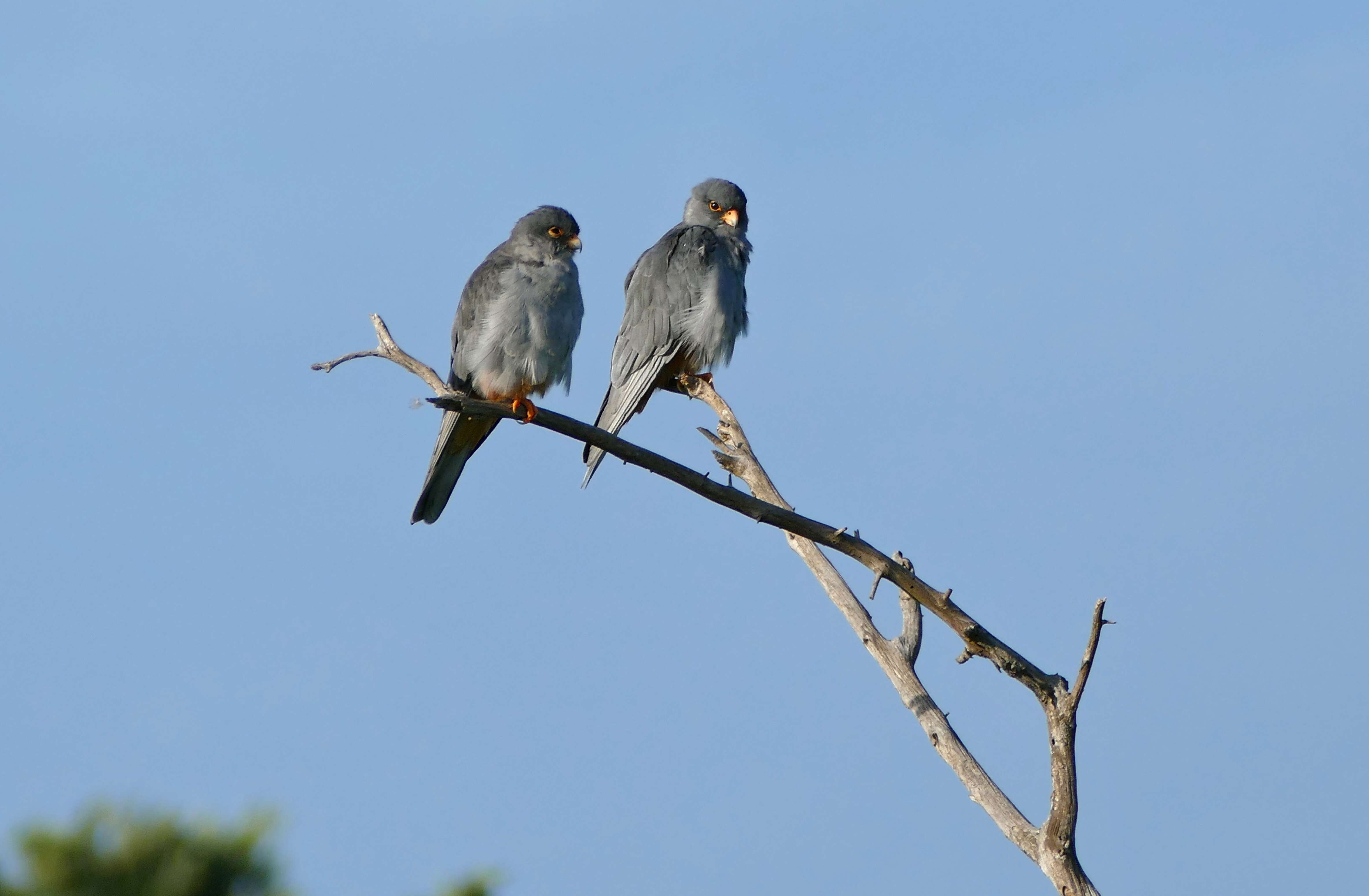 Image of Amur Falcon