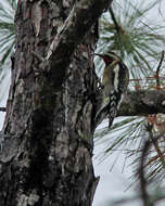 Image of Sapsucker