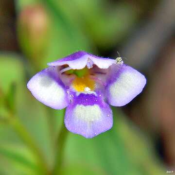 Image of torenia