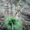 Слика од Xanthorrhoea arborea R. Br.