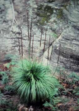 Image of Xanthorrhoea arborea R. Br.