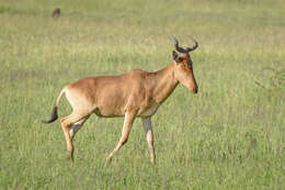 Image of Hartebeest