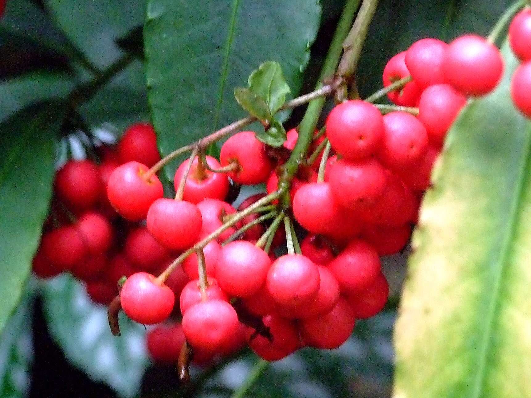 صورة Ardisia