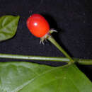 Image of Lycianthes coffeifolia Bitter