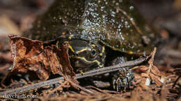 Image of Common Musk Turtle