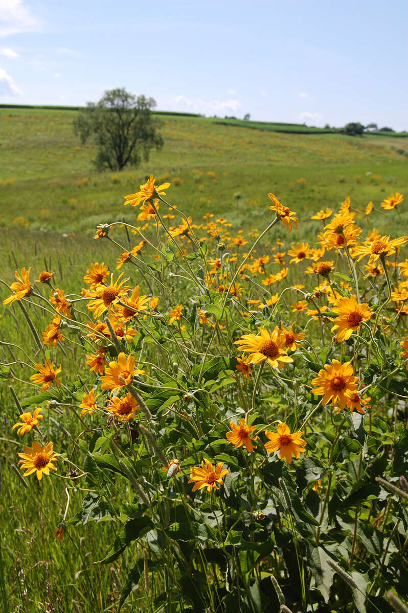 Heliopsis helianthoides (L.) Sw. resmi