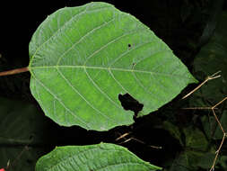 Image of Cissus biformifolia Standl.