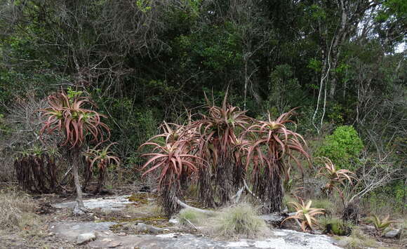 Aloe ribauensis T. A. McCoy, Rulkens & O. J. Baptista resmi