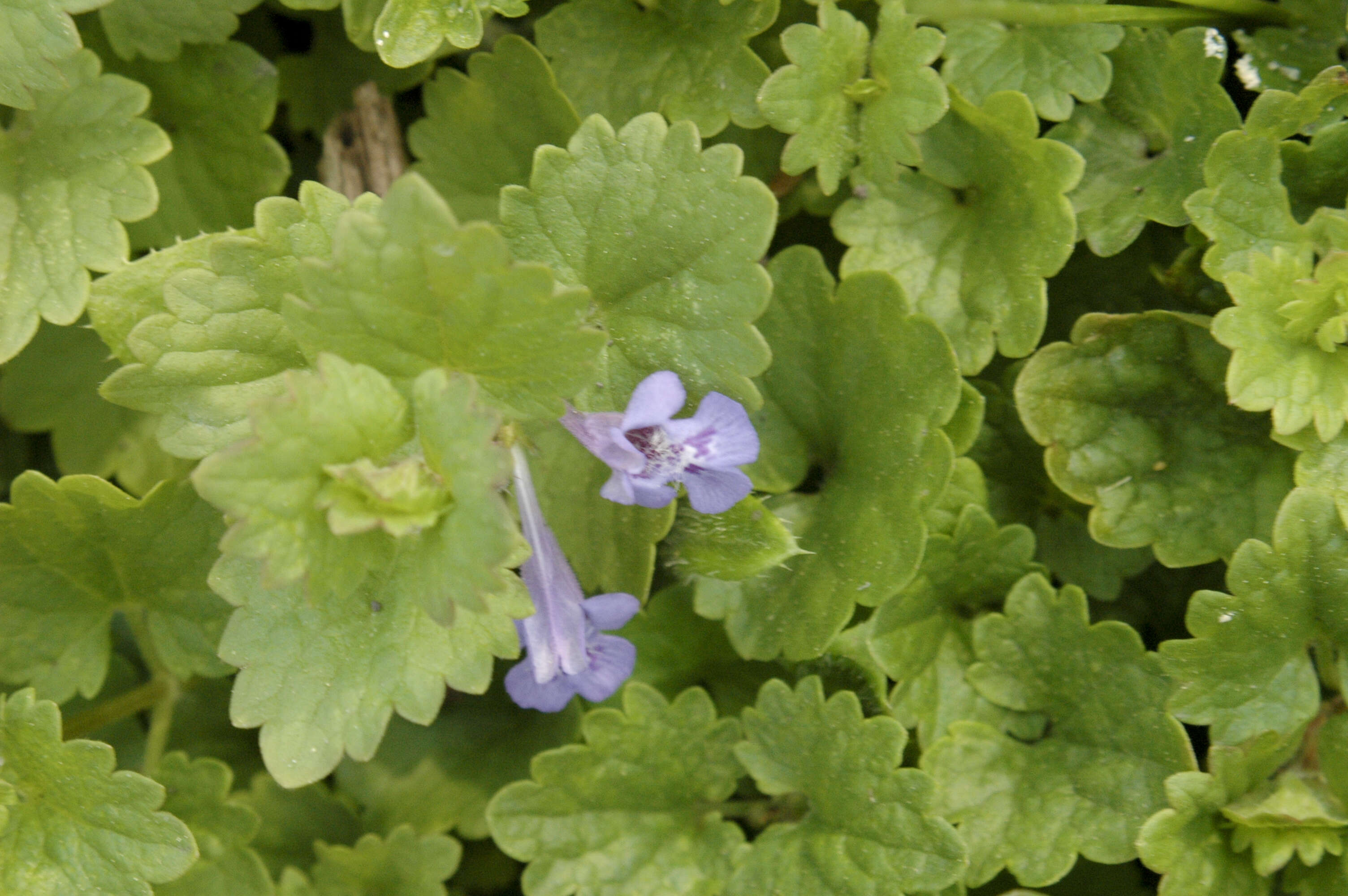 Image of Ground Ivies