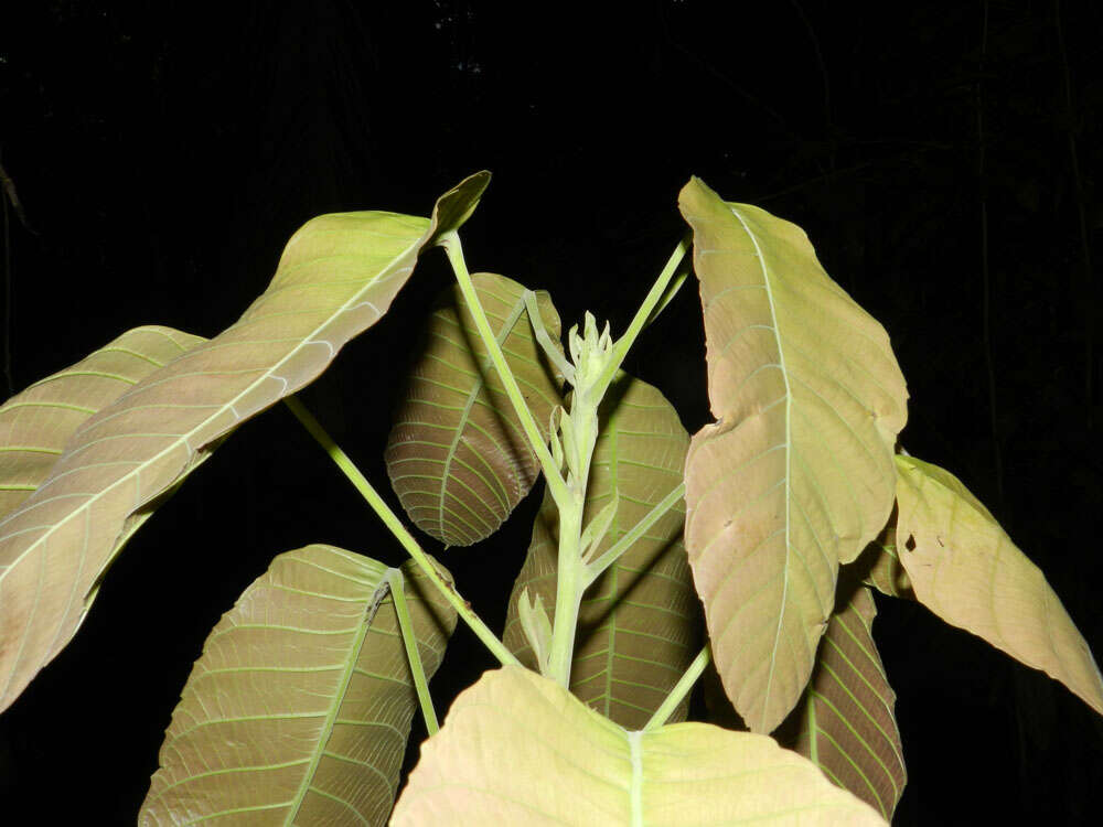Image of Sloanea zuliaensis Pittier