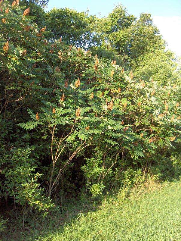 Image of sumac