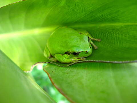 Image of Mediterranean Tree Frog