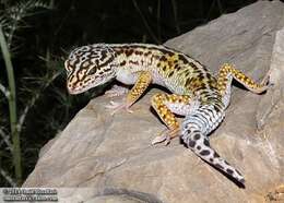 Image of geckos