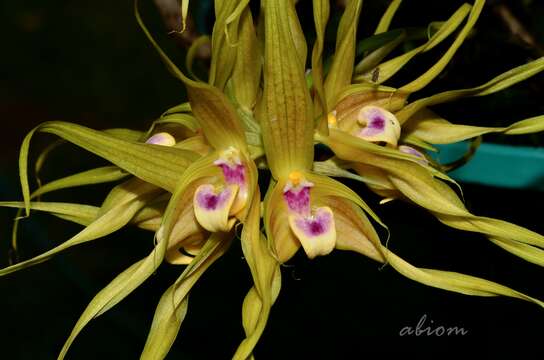 Bulbophyllum virescens J. J. Sm.的圖片