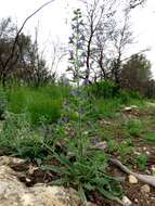 Imagem de Echium vulgare L.