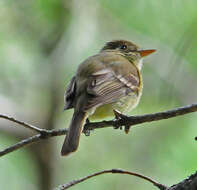 Empidonax occidentalis Nelson 1897的圖片