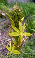 Image of Asphodeline