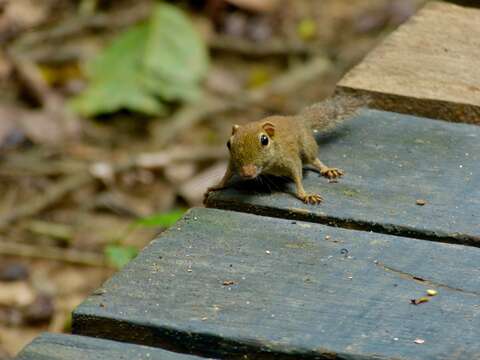 Image of Asian pygmy squirrel