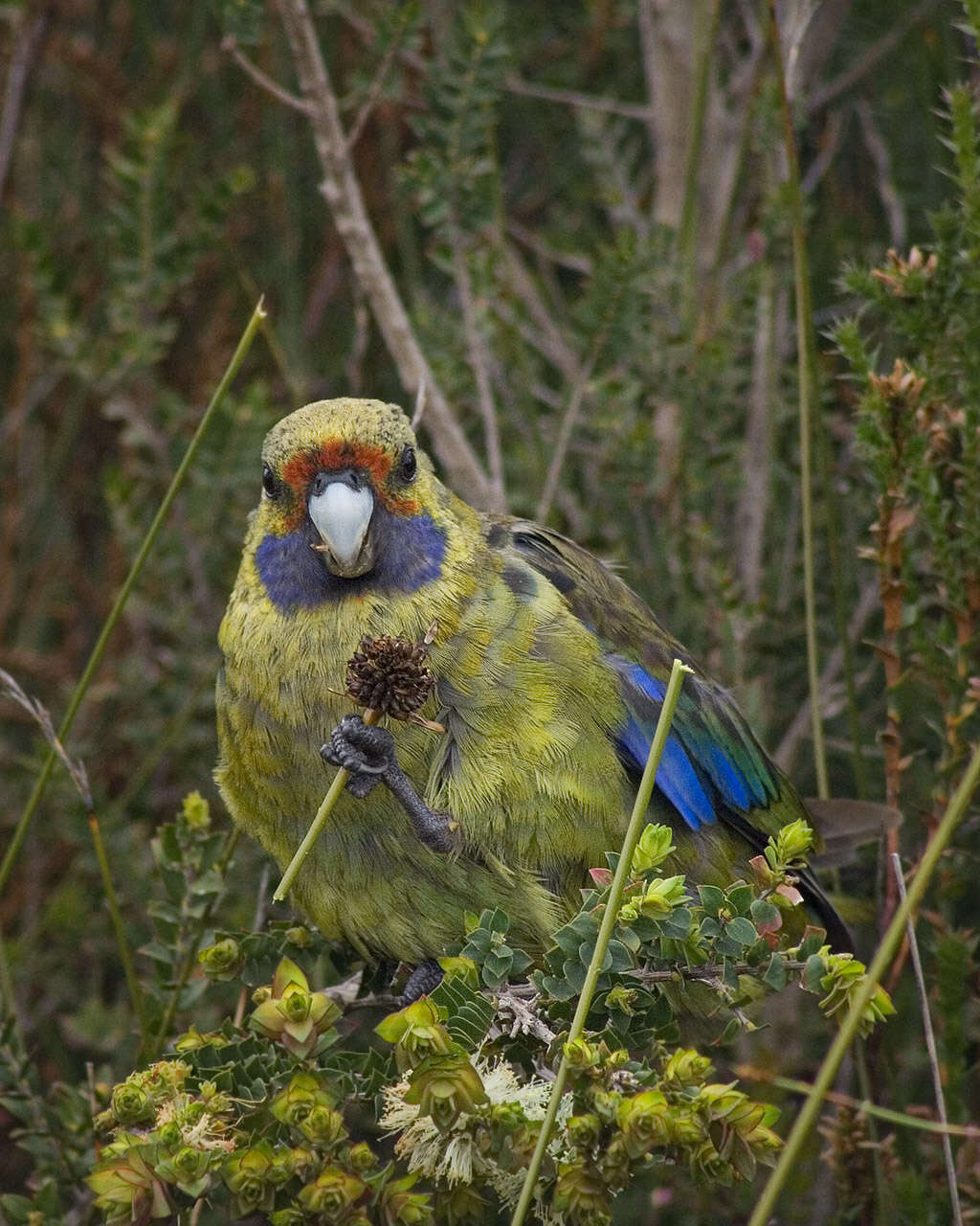 Image of Green Rosella