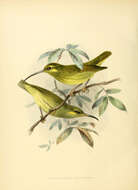 Image of Yellow-eared Spiderhunter