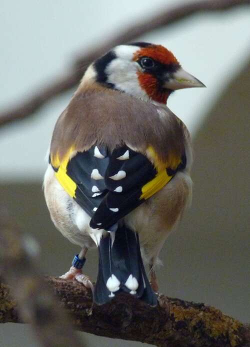 Imagem de Carduelis Brisson 1760