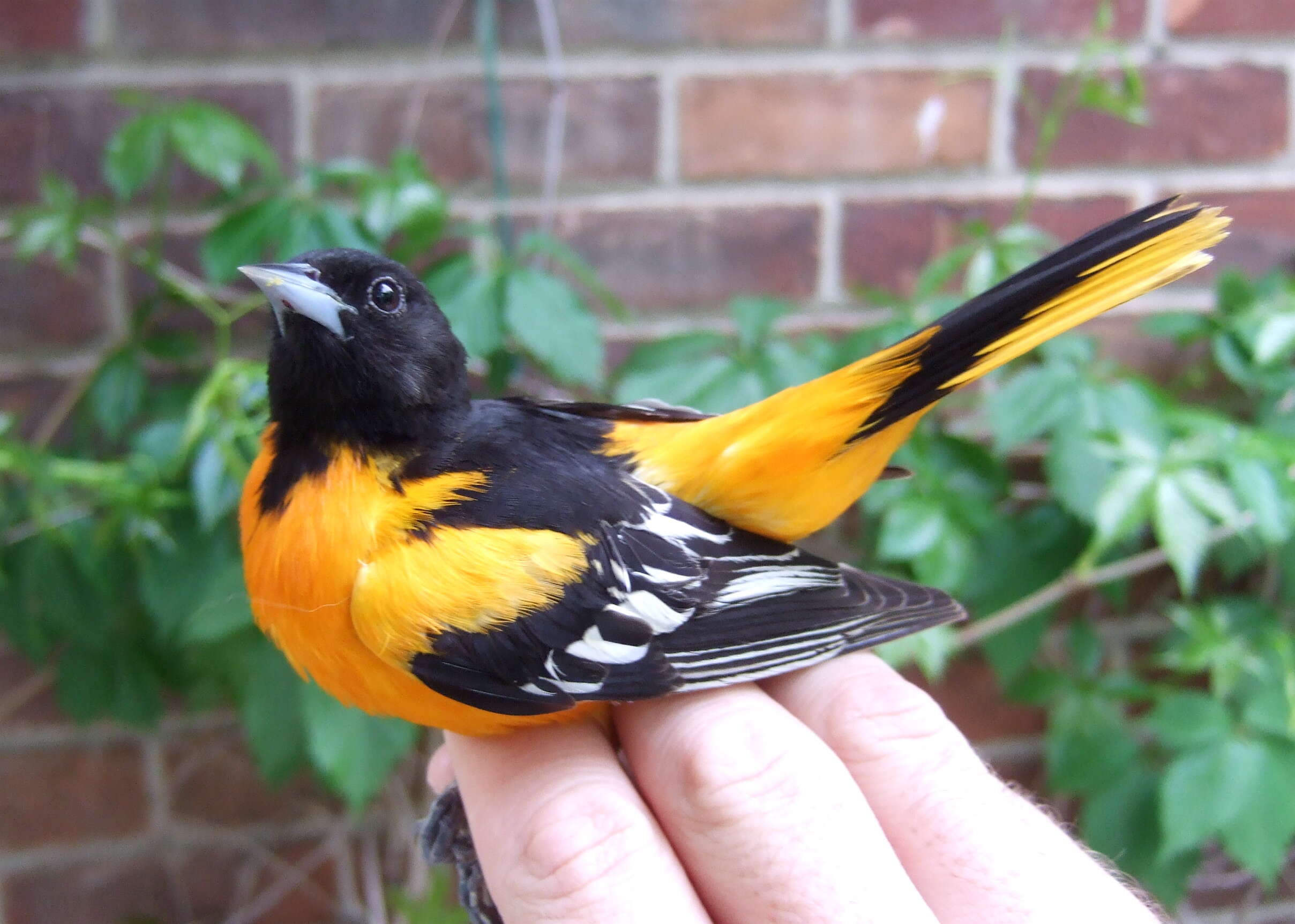 Image of New World orioles