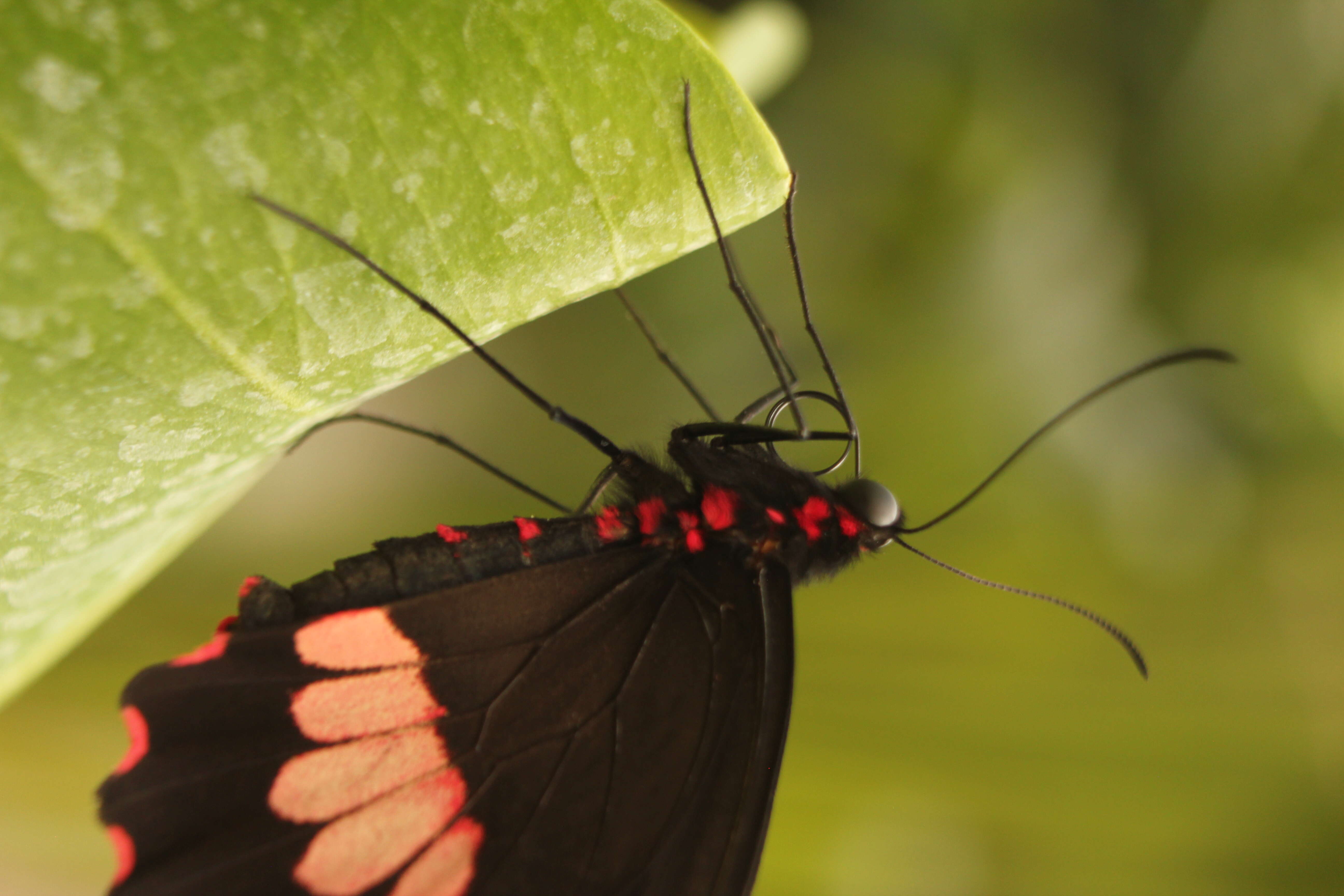 Image of Parides iphidamas (Fabricius 1793)