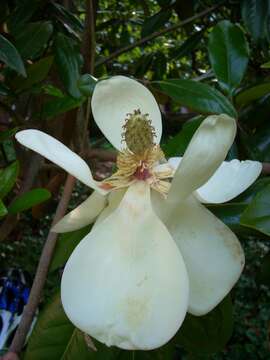 Image of southern magnolia