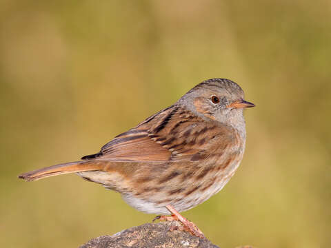 Image of Accentor