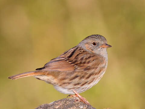 Image of Dunnock