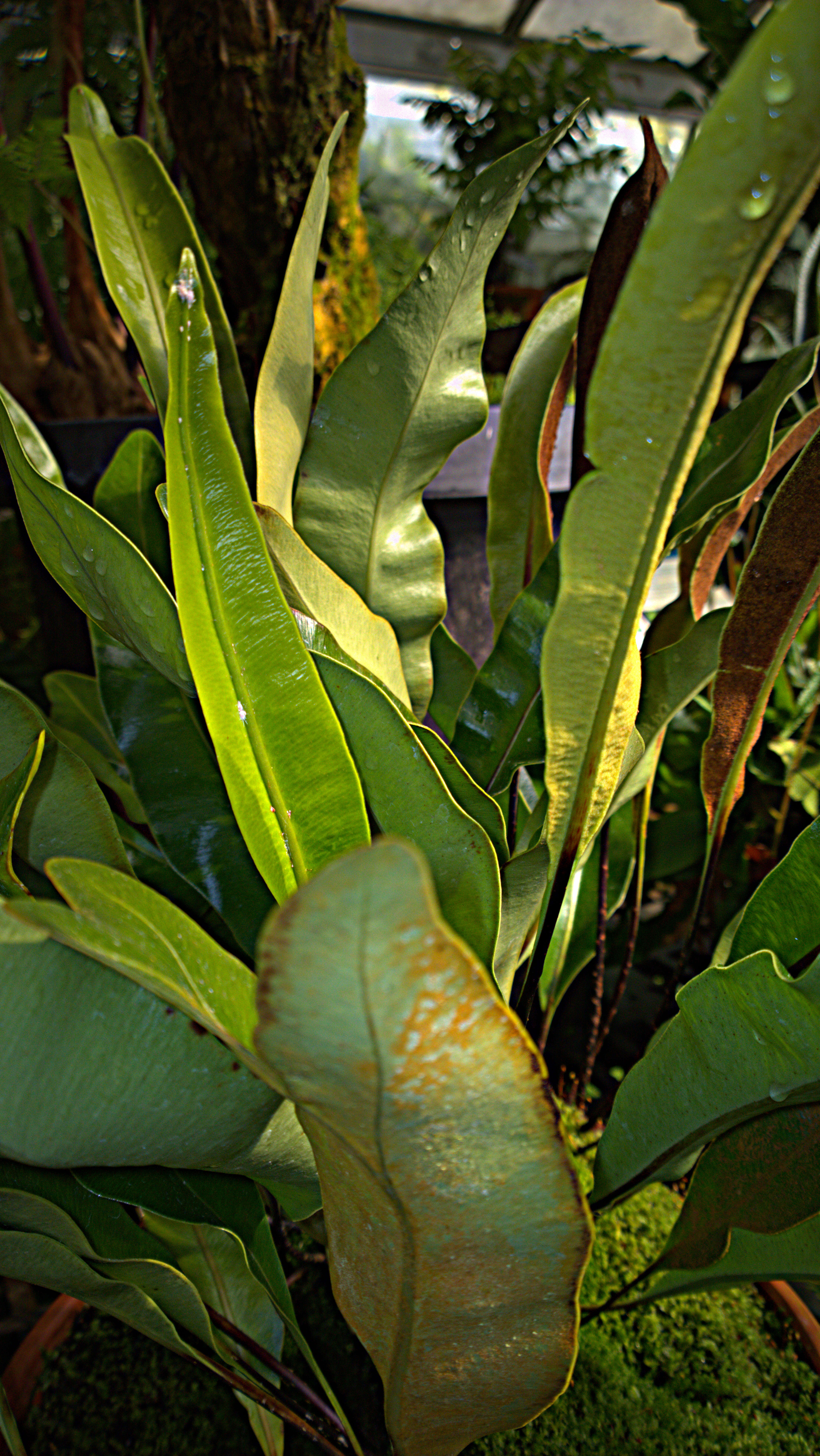 Image of Royal Tongue Fern