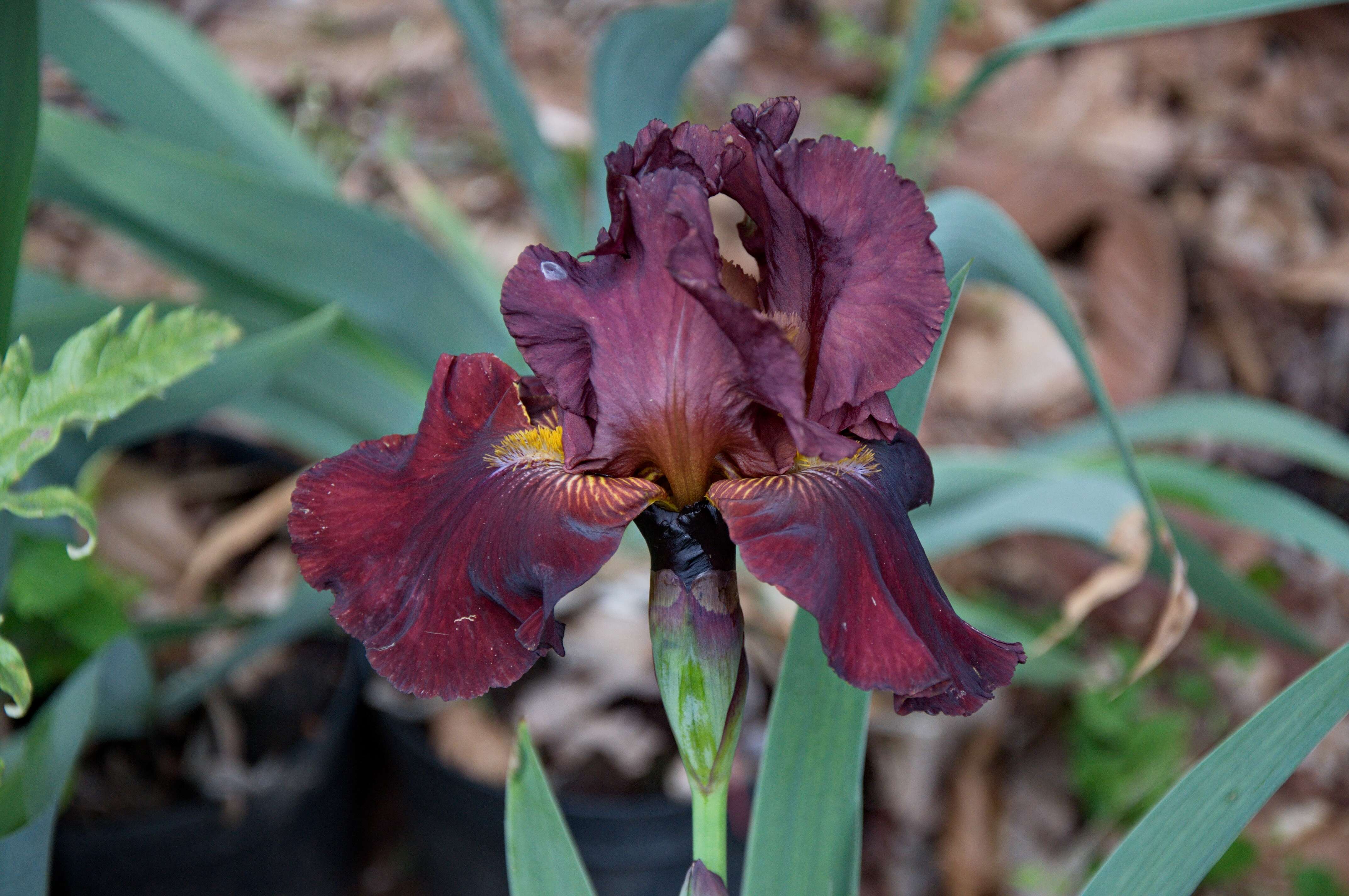 Image of Iridaceae