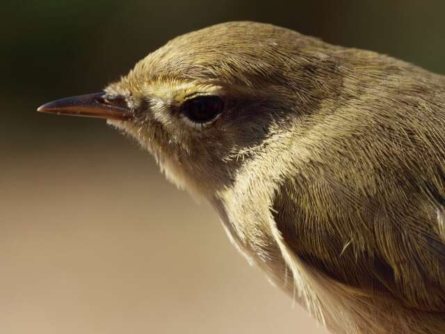 Image of Common Chiffchaff