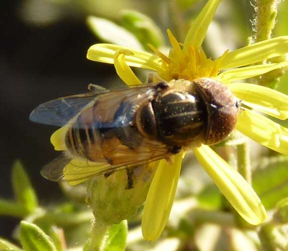 صورة Eristalinus megacephalus (Rossi 1794)