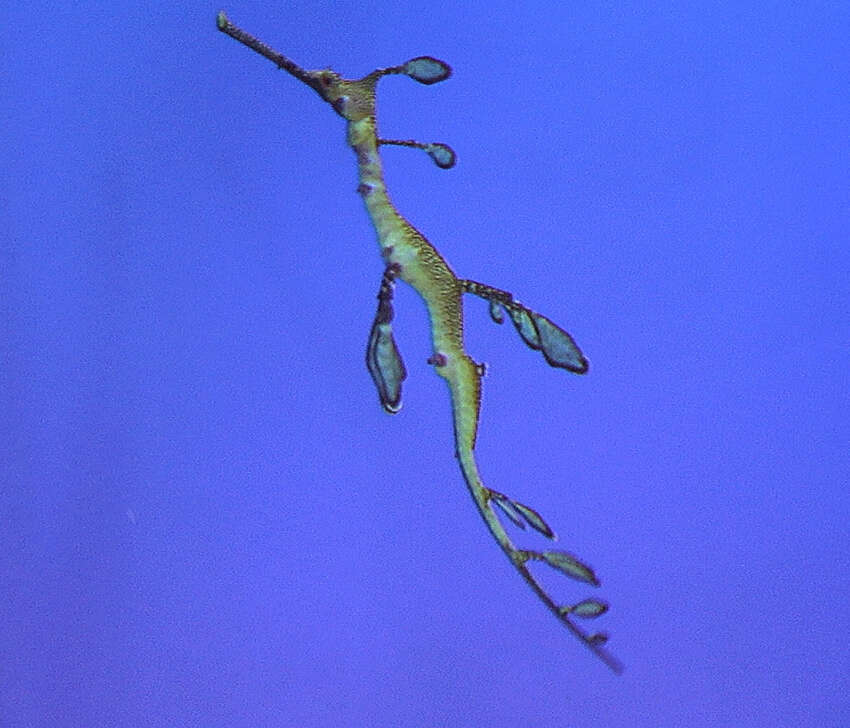 Слика од Phyllopteryx