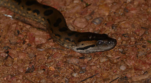 Image of Green anaconda