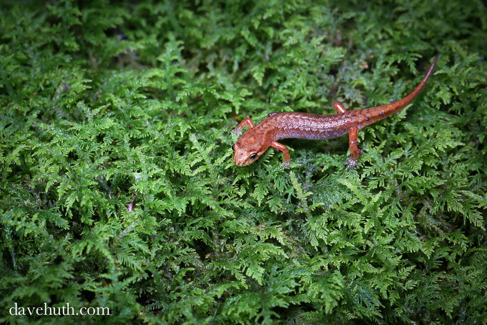 Image of dusky salamanders