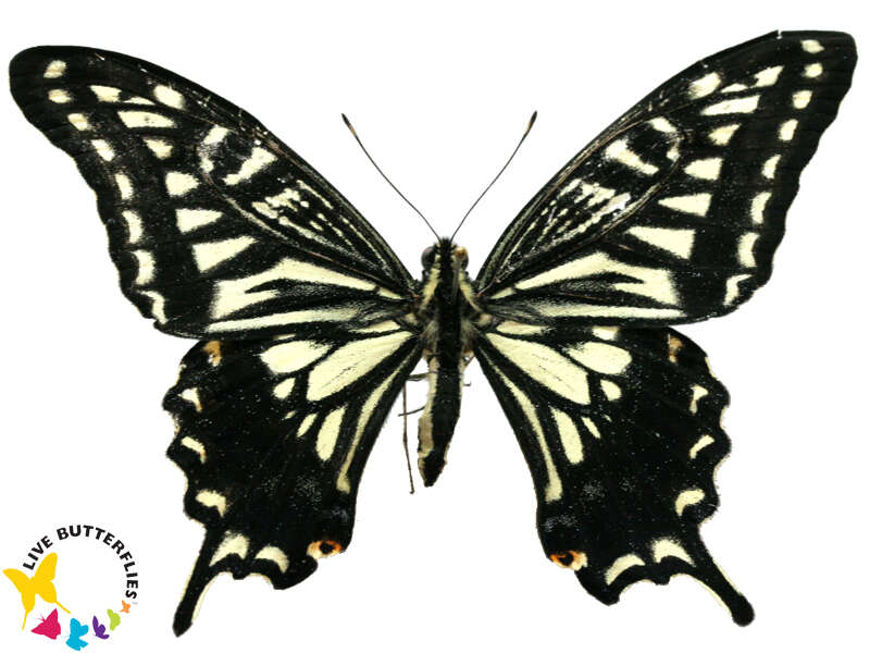 Papilio xuthus Linnaeus 1767 resmi