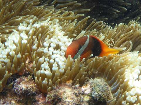 Image of Amphiprion