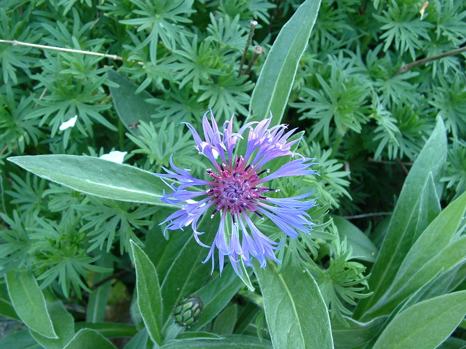 Image of knapweed