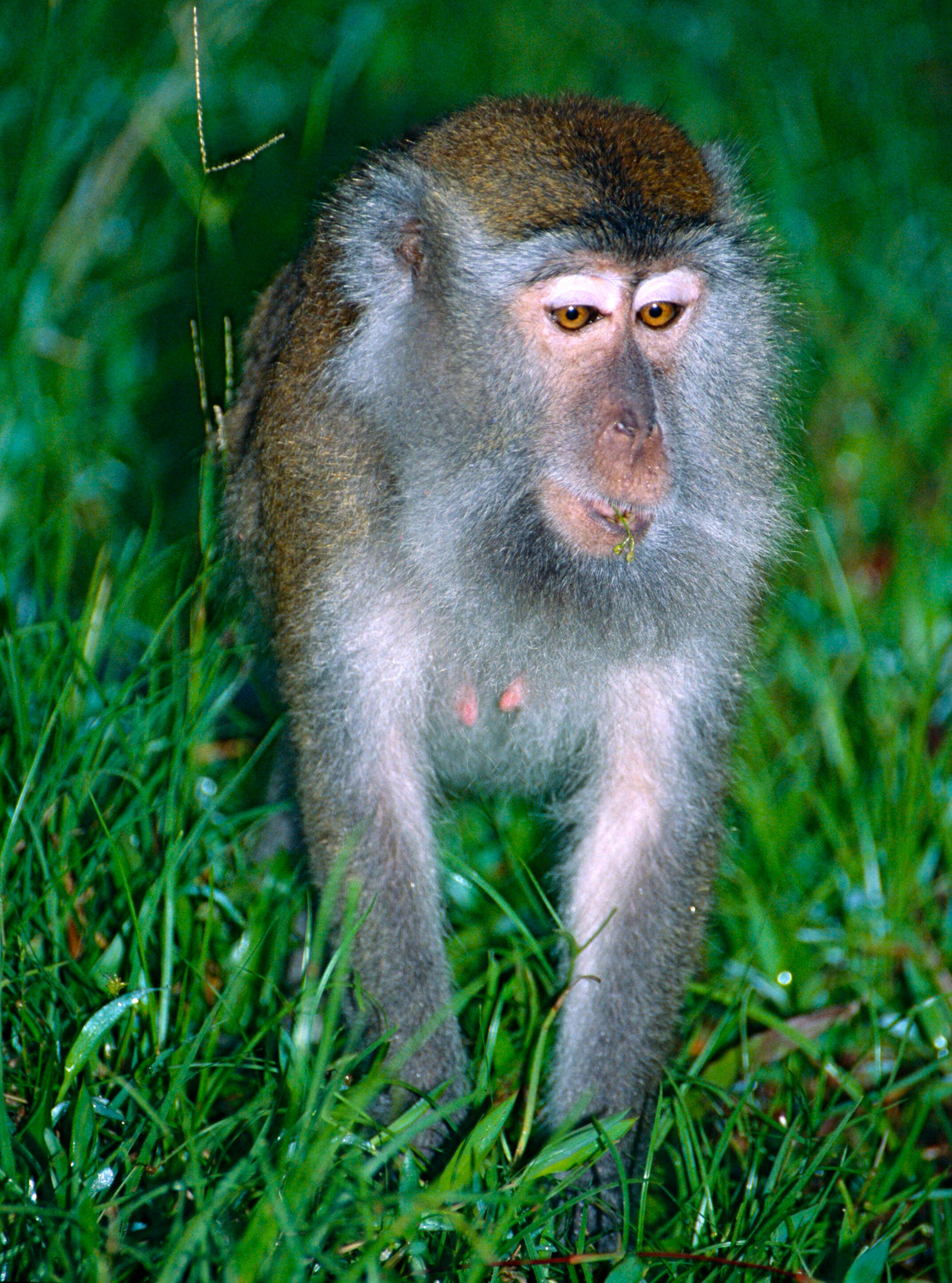 Image of macaques