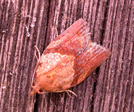 Image of Light brown apple moth