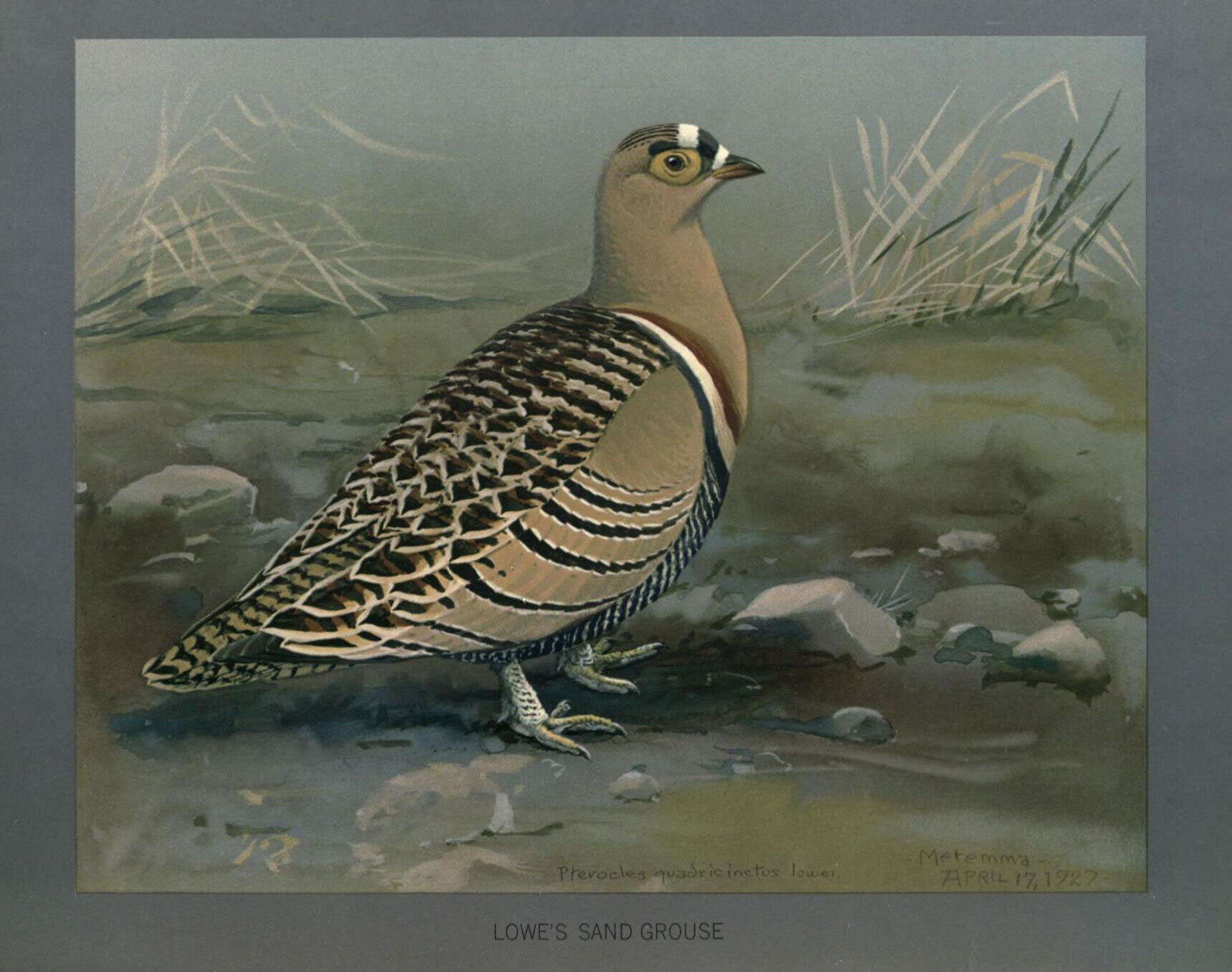 Image of Pterocles Temminck 1815