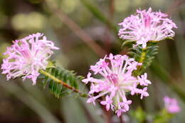 Image of Pimelea rosea R. Br.