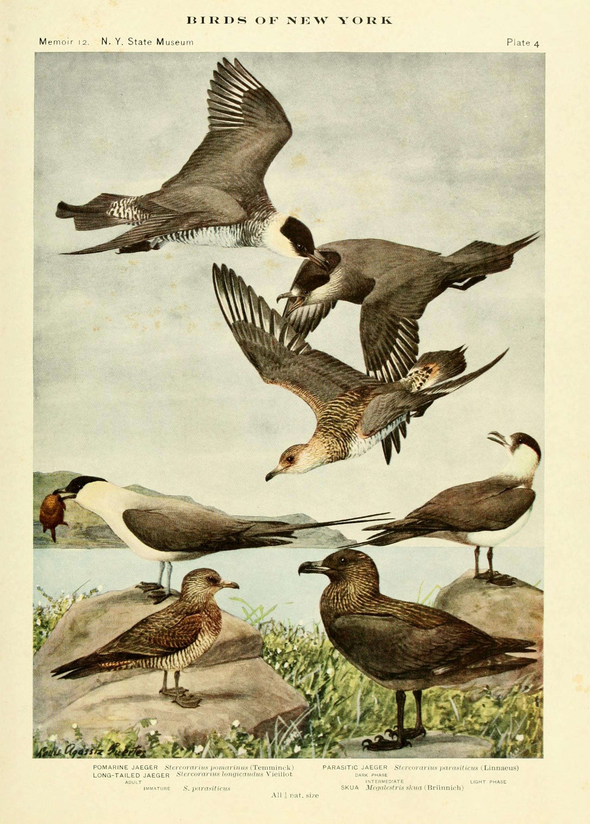 Image of skuas