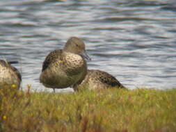 Image of Yellow-billed Teal