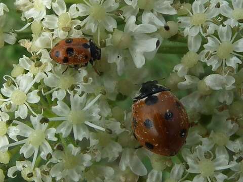 صورة Hippodamia variegata (Goeze 1777)